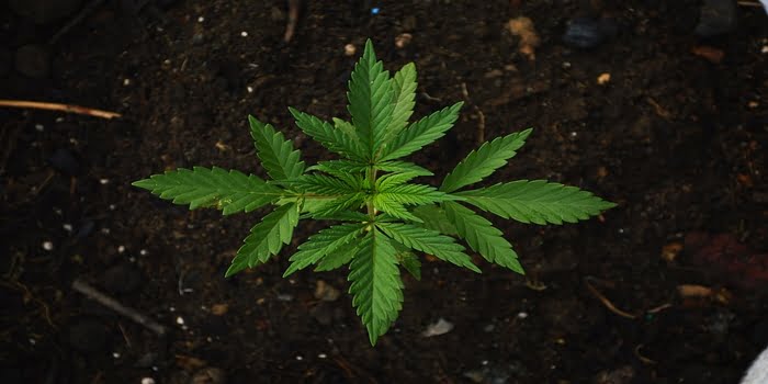 Industrihampa i Sverige - Cannabis Sativa