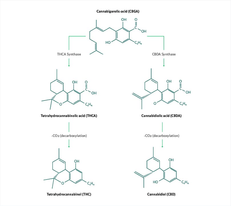 CBG och dess cannabinoider