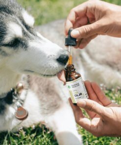 CBD Olja för Hundar