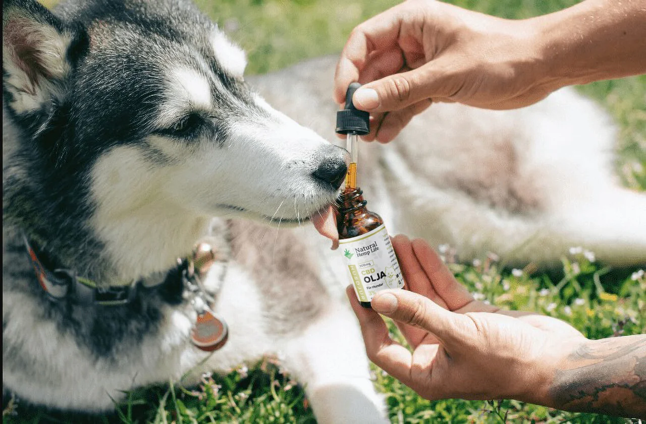 CBD Olja för Hundar