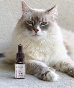 CBD Olja för katter 1