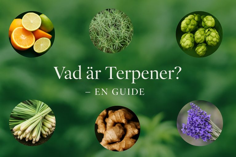 Vad är terpener? – En guide till hampans doft, smak och effekter