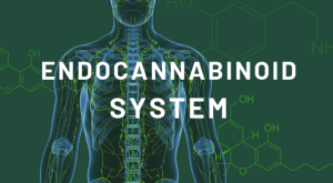 Det endocannabinoida systemet i Sverige